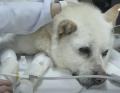 体じゅうに70個の銃弾が埋まった犬…..
