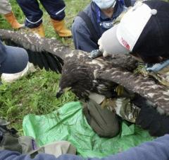 メガソーラー計画地「オジロワシの巣ない」 業者が事実と異なる説明のイメージ画像