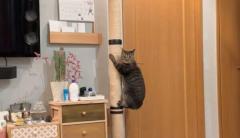 猫の「ネコアラ」化現象が話題ネットでは「可愛すぎて5度見した」のイメージ画像