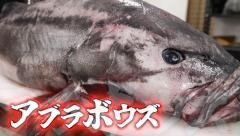 58.8kg！巨大アブラボウズを素潜り漁師マサルが爆食いした結果に衝撃