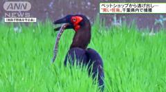 ペットショップから逃げ出した黒い鳥 千葉県で捕獲 ニュース総合掲示板 ローカルクチコミ爆サイ Com山陽版