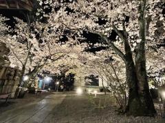 夜桜ライトアップのイメージ画像