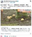 【茨城】梨2750個が一夜にして収穫直前..