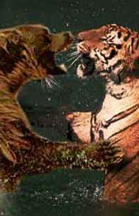 トラの前足に注目して 1キロのデブがラーメン屋で男性を踏みつけて死なす 爆サイ Com四国版