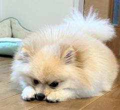 すべての犬の中で“最もオナラが臭い犬種”“最も頻繁にオナラをする犬種”発表