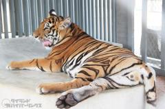 タイ東部シラチャの動物施設で観光客がトラに襲われる、「トラとの散歩」は全面中止に