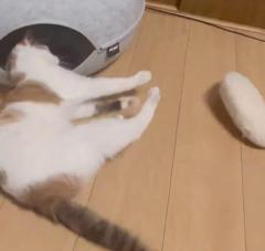 クッションを部屋に入れるために悪戦苦闘三毛猫のコミカルな姿に爆笑