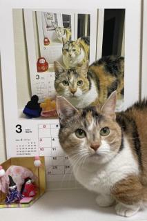 2015年から継続中のループ猫カレンダー来年分も無事撮影終了のイメージ画像