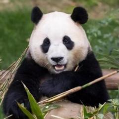 韓国生まれのパンダ「フーバオ」、4月3日に中国へ帰国のイメージ画像