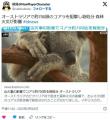 約700頭のコアラを狙撃し殺処分 森林火..