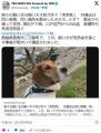 【島根】別々の飼い主の飼い犬４匹が..