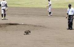 高校野球の試合中に珍客”乱入”で中断…スタンドざわつく中でハクビシンらしき小動物が寝転ぶ姿に「かわい～」の声上がるも職員が捕獲→7分で再開