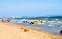 パタヤビーチで野良犬の苦情相次ぐ パタヤ市が対応へ タイ 国際ニュース掲示板 ローカルクチコミ爆サイ Com関東版