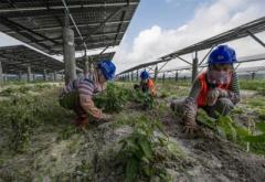 アルカリ性土壌で太陽光発電、パネル下で野菜を栽培―海南省文昌市のイメージ画像