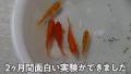 お祭り金魚を元気に育てる！森こんに..