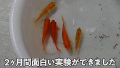 お祭り金魚を元気に育てる！森こんにゃくが2カ月で証明した驚きの育成法