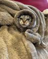 <strong>毛布と一体化した猫に爆笑</strong>　「寒いの..