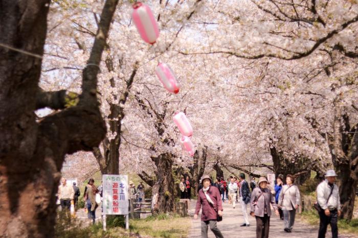 展勝地桜ロードのイメージ画像
