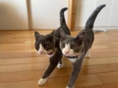 息がピッタリ ツインズ猫のシンクロっぷりに驚きの声
