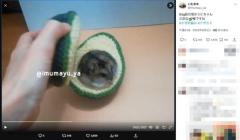 ハムをアボカドでサンド？まるまるジャンガリアン、種の代わりにすっぽり！
