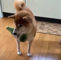 何かを察知しスタコラサッサと逃げてく柴犬「さてはシャンプー。サイナラ～」