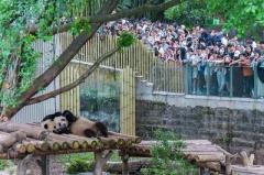 動物園でじっくり遊ぶ「zoo walk」が若者の間で人気に―中国