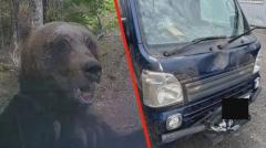 【ドラレコ映像】クマが軽トラックに体当たり…連休中も出没相次ぐ 北海道