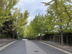 総合グラウンドの下道のイメージ画像