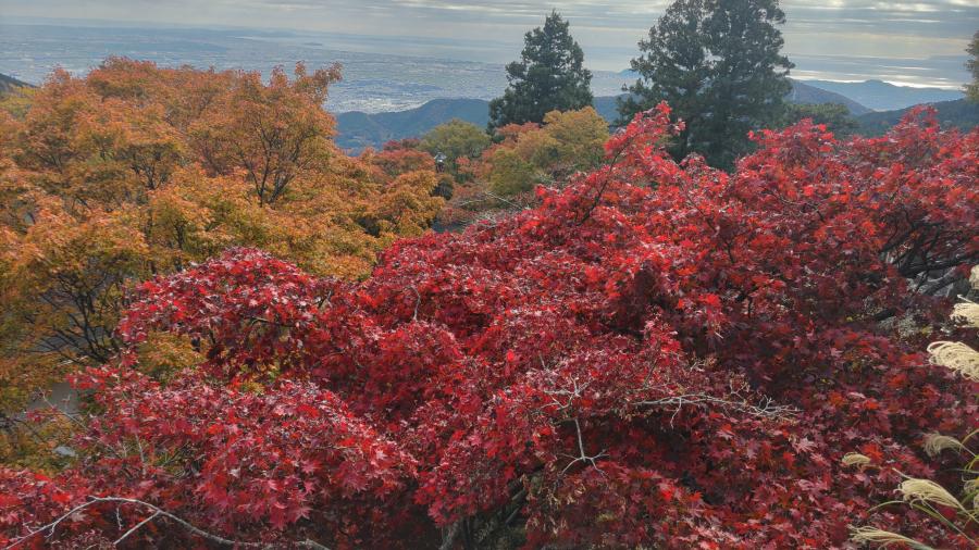 阿夫利神社下社からの紅葉のイメージ画像