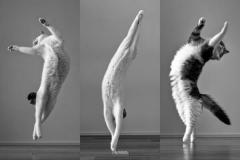 アン・ドゥ・トロワ……にゃんこバレエ団結成にゃポーズの美しさにうっとりのイメージ画像
