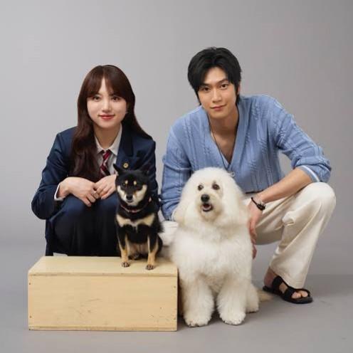 ナ・イヌの日本語に癒される視聴者続出 「なぜこんなにうまい」「『Eye Love You』の比じゃない」と評判 清原果耶主演「初恋DOGs」