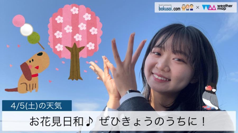 お花見日和♪ ぜひきょうのうちに！のイメージ画像