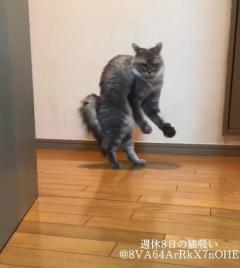 猫が突然の二足歩行！人のような動きをする「セーフティバント猫」のイメージ画像