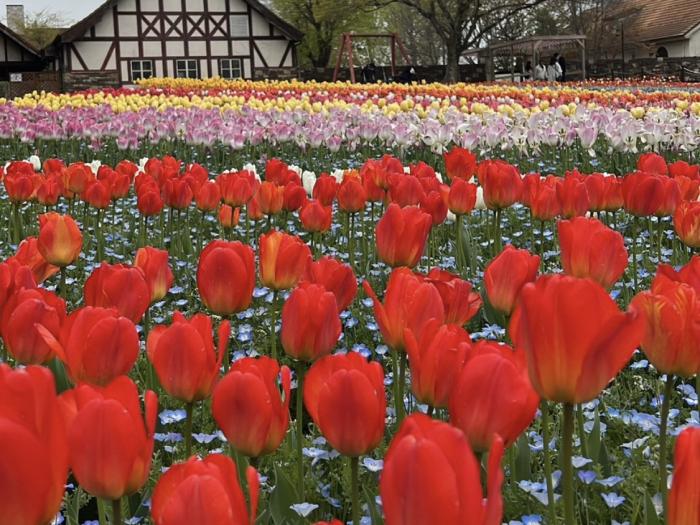 岡山フォレストパーク ドイツの森のイメージ画像