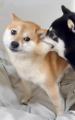 おやつと間違えた？妹柴犬のほっぺた..