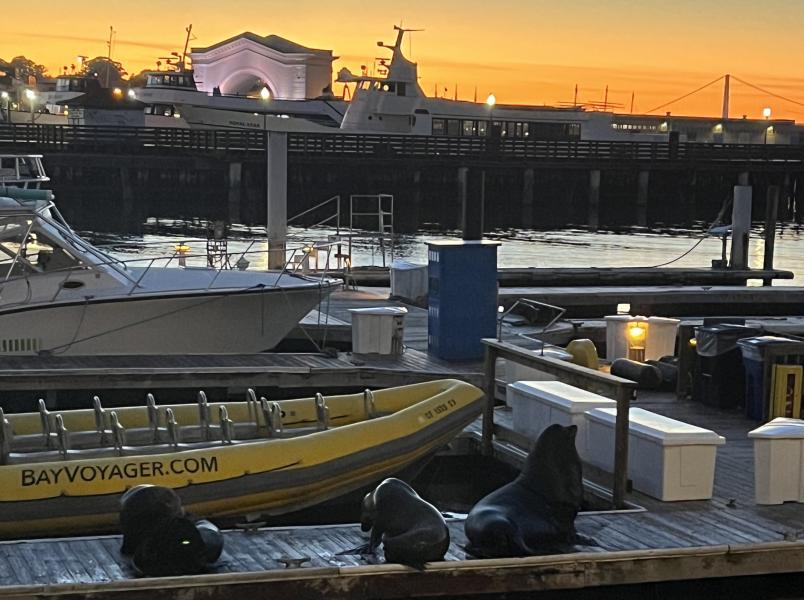 SF_ピア39野生のアシカと桟橋のイメージ画像