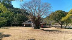 松ヶ平キャンプ場の大木のイメージ画像