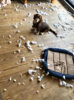 子犬あるあるすぎると共感の声　購入したベッドが一日も持たずボロボロ