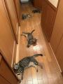 まるで連続写真？廊下に「落ちている」4匹の猫に癒やされる