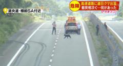 電気柵でない場所を乗り越えてきたか 高速道路に侵入の母子４頭のクマ 相次いで接触事故のイメージ画像