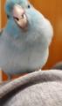 顔面近くで体をくねくね　インコのノ..
