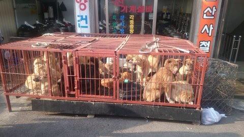 これから韓国人に食い殺される犬が悲しそうと話題に スレッド閲覧 ローカルクチコミ爆サイ Com東北版