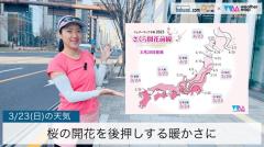 桜の開花を後押しする暖かさにのイメージ画像