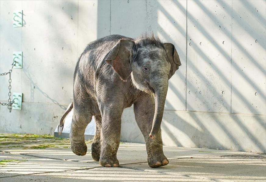 上野公園で誕生したタイ小象の名前『アルン（タイ語で夜明け・曙・暁）』に決定