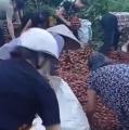 【社会】トラック横転で大量のライチ..