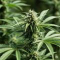 タイ、大麻規制を大幅強化医療・研究用途に限定、違反者に厳罰も