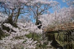 春の高遠城址公園のイメージ画像