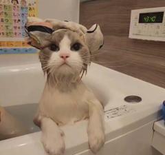 いい湯だにゃ～お風呂に入る姿が様になりすぎている猫ちゃんのイメージ画像