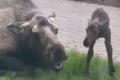 アラスカ州の病院の外でヘラジカの母..