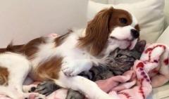 「猫枕サイコー！」幸せそうな犬と迷惑そうな猫の動画がほほえましいのイメージ画像